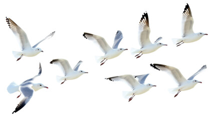 Fototapeta premium Flock of Seagulls in Flight Isolated on transparent Background, PNG file, graphic resources, 