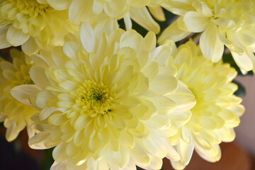 Pastel flowers in a vase