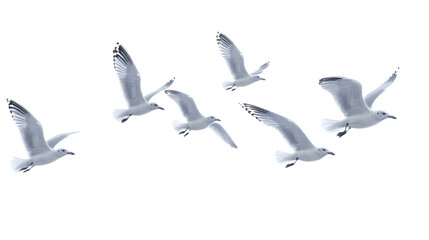 Obraz premium Flock of Seagulls in Flight Isolated on transparent Background, PNG file, graphic resources, 