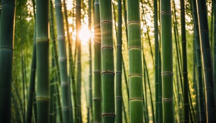 bamboo forest and the sun breaks through the stems. Ai generated