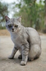 The smoky-colored cat is gazing gracefully.