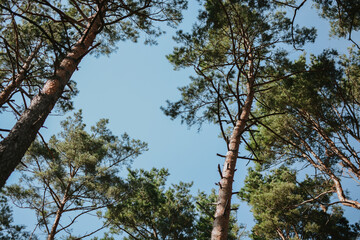 Fototapeta premium Looking up the brown trunks of spruce and pine trees with needles against the background of blue sky