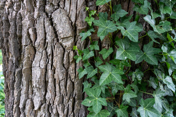 Detail shot of green ivy leaves on rough bark of tree trunk in natural sunlight. Beautiful background. Place for inscription. High quality photo