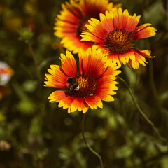 Vivid indian blanket (gaillardia pulchella) flower with a bee on it in the garden