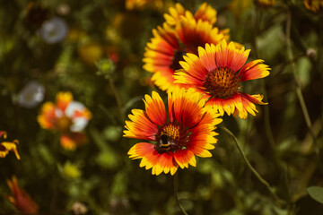 Vivid indian blanket (gaillardia pulchella) flower with a bee on it in the garden