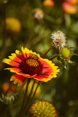 Vivid indian blanket (gaillardia pulchella) flower with a bee on it in the garden