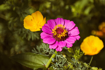 Obraz premium Pink zinnia flower in the garden