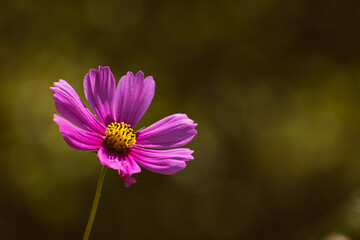 Pink garden cosmos flower blooming