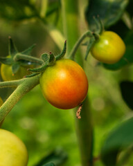 Bunch of tomato plants in a small greenhouse