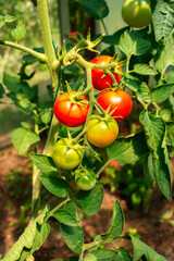 Bunch of tomato plants in a small greenhouse