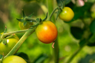Bunch of tomato plants in a small greenhouse