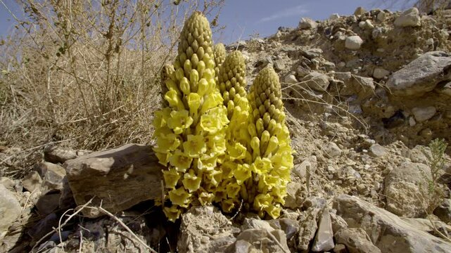 Cistanche tubulosa is a parasitic plant desert heterotrophic species in the genus Cistanche. It lacks chlorophyll and obtains nutrients and water from the host plants whose roots it parasitizes