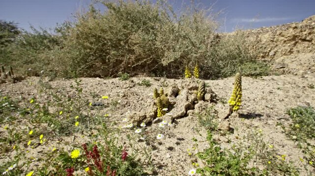 Cistanche tubulosa is a parasitic plant desert heterotrophic species in the genus Cistanche. It lacks chlorophyll and obtains nutrients and water from the host plants whose roots it parasitizes