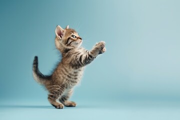 Active agile Cat jumping high in the air on a blue color studio background. Young British Cat playing, flying. Cute Tabby Feline looking happy isolated on colorful backdrop. Creative flyer for your ad