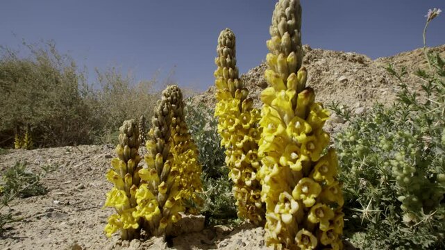 Cistanche tubulosa is a parasitic plant desert heterotrophic species in the genus Cistanche. It lacks chlorophyll and obtains nutrients and water from the host plants whose roots it parasitizes