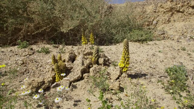 Cistanche tubulosa is a parasitic plant desert heterotrophic species in the genus Cistanche. It lacks chlorophyll and obtains nutrients and water from the host plants whose roots it parasitizes