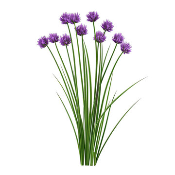 A vibrant cluster of purple chive flowers, elegantly swaying in the breeze, showcasing nature's beauty and elegance in bloom.