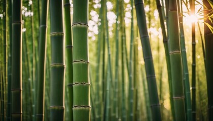 Obraz premium bamboo forest and the sun breaks through the stems. Ai generated