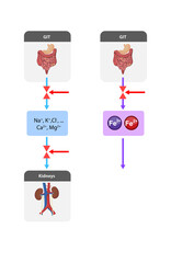 regulation of mineral and ion absorption Na , K , Cl , Ca , Mg and iron Fe , Fe in the gastrointestinal tract GIT and kidneys, highlighting inhibitory mechanisms that control their uptake. 2d graphic