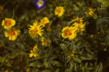 California poppy (eschscholzia californica) blooming in the garden