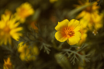California poppy (eschscholzia californica) blooming in the garden