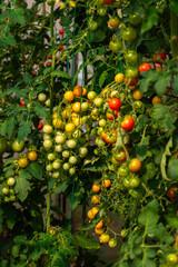 Bunch of tomato plants in a small greenhouse