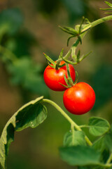 Bunch of tomato plants in a small greenhouse