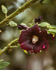 Deep purple hollyhock flower blooming in the garden