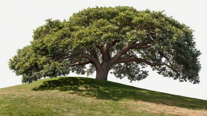 ingle grass hill tree cut out, white or transparent PNG