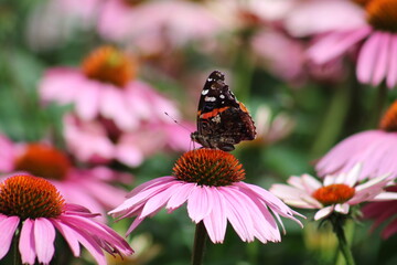 butterfly on a flower