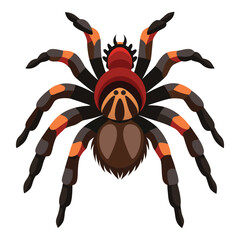 Illustration of Goliath Birdeater Spider on white 