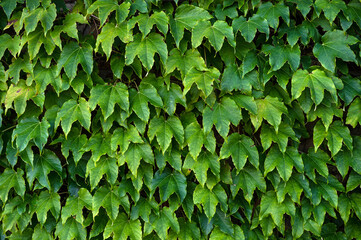 Green grapes leaves wall. Garden background. Abstract foliage pattern texture. Closeup nature hedge. Green plant fence.