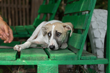 Fear in a dog.A frightened dog from a shelter for homeless animals on a walk.Socialization and...