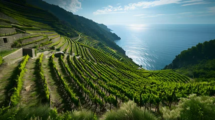 Fototapete Ligurien A vineyard in the Liguria region Italy with terraced rows overlooking the sea.  © Finn