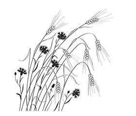 Ripe Wheat Ears  and Cornflowers Outline Drawing
