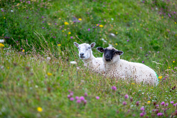 Two Cheviot lambs laying next to each other in a patch of wild flowers by the side of a road in...