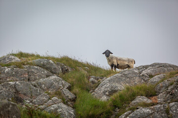 Lone Suffolk sheep on top of a hill in Eriskay, Image shows the lone sheep wet and muddy on top of a rocky hill during a down pour 