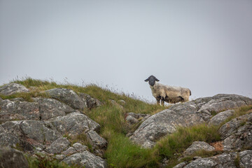 Lone Suffolk sheep on top of a hill in Eriskay, Image shows the lone sheep wet and muddy on top of a rocky hill during a down pour 