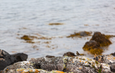 Purple Sandpiper bird in a rock pool on a small beach on the remote Scottish island of Eriskay