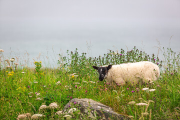 Lone Cheviot lamb in Eriskay in a field of wild flowers on top of a cliff overlooking the Atlantic...