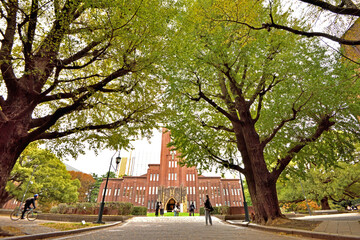 レンガの講堂とイチョウ並木