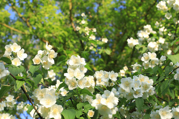 Bushes of blooming scented philadelphus coronarius in the spring garden