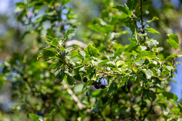 Blueberry tree or Vaccinium corymbosum branch showing all the blueberries ready to be picked