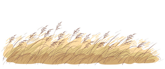 Autumn Wild Cereals and Grasses Sketch