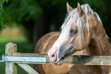 Section D Welsh cob palomino stallion with his head over a gate entrance into the paddock on a summers day on a small farm in Surrey