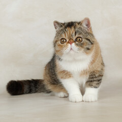 beautiful exotic shorthair cat lies on light background of studio.