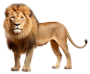 Obraz premium PNG Wildlife mammal animal lion.