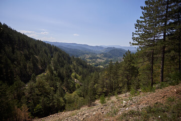 A Breathtaking Mountain Forest View