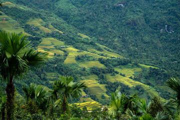 North West Highland of Viet Nam's landscape with ethnic feature of fog with green stairs paddy field and small house