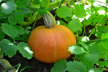 a pumpkin in a garden with green leaves close up 
